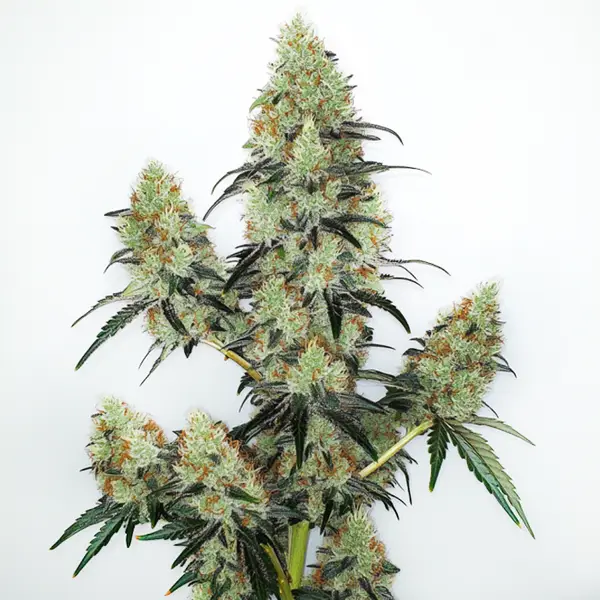 Sativa Elite Auto - Image 3