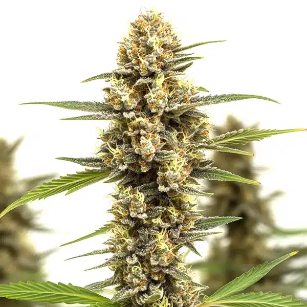 Lemonaid OG