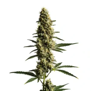 Love Potion Auto