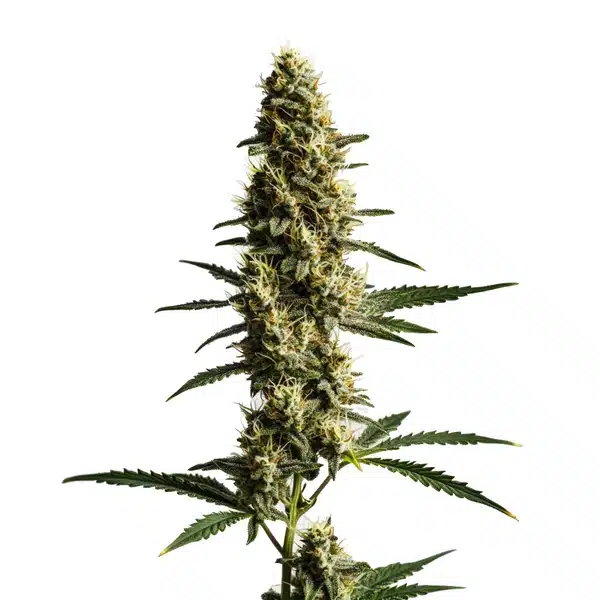 Love Potion Auto