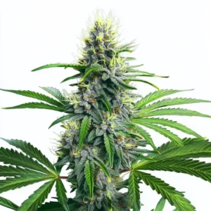 Lowryder Autoflower