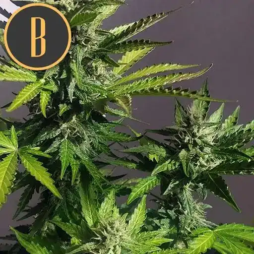 Mamba Negra CBD Auto - Image 2