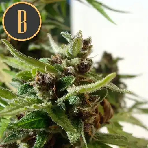 Mamba Negra CBD Auto - Image 3