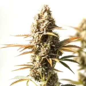 Magnum Autoflower