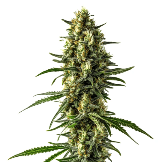 Mamba Negra CBD Auto