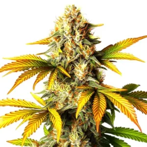 Maple Leaf