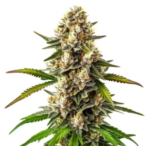 Maracuya Regular