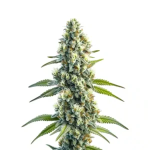Master Kush Regular