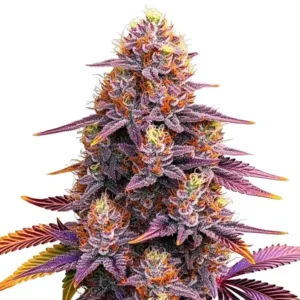 Mimosa F1