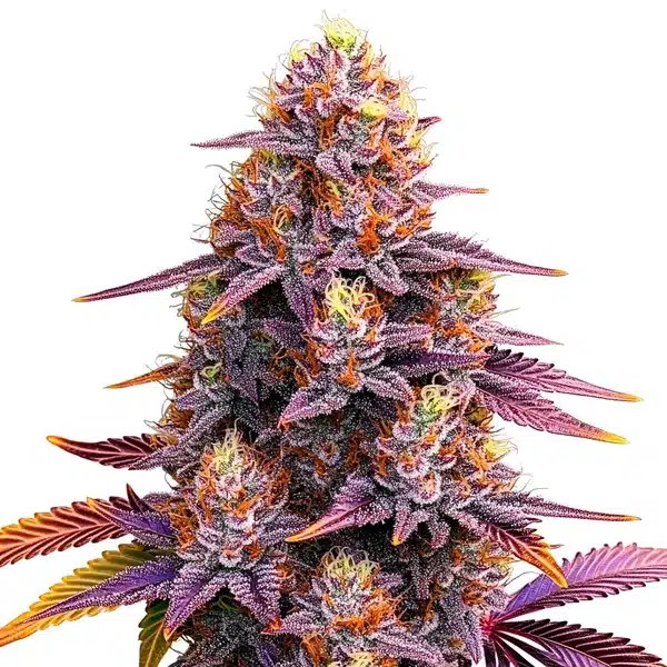 Mimosa F1