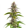 Mimosa Wedding Cake Auto