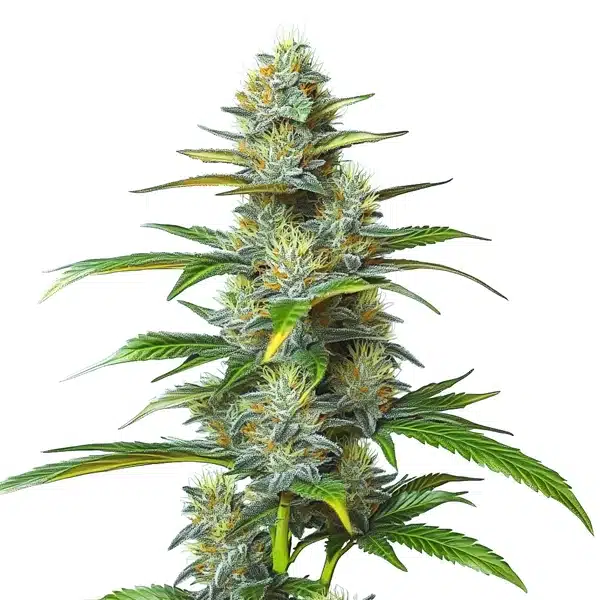 Moby Dick Autoflower