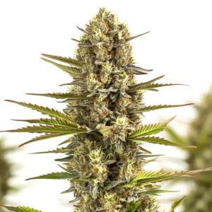 Moby Plant