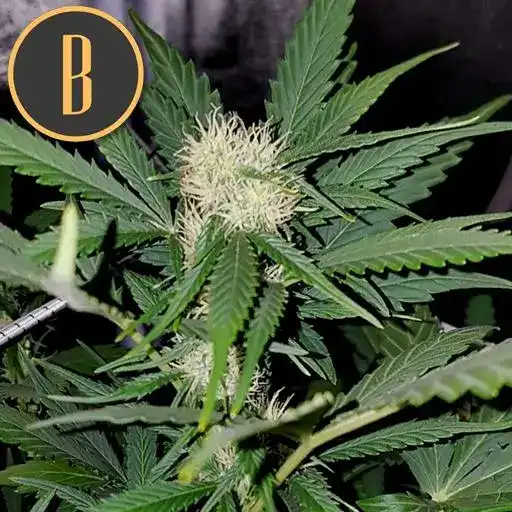 Northern Lights Autoflower - Image 2