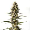 NYC Diesel