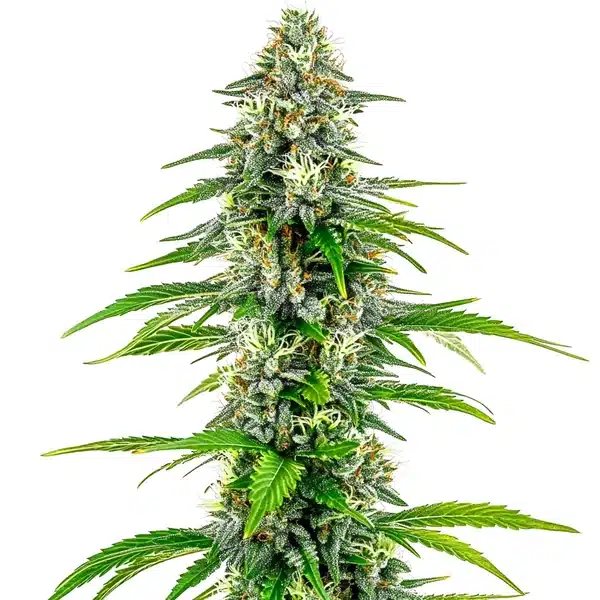 NYC Diesel Regular