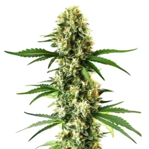 Nikki & Swami’s Lemon OG