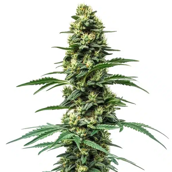 Northern Lights #10 x Amnesia Haze