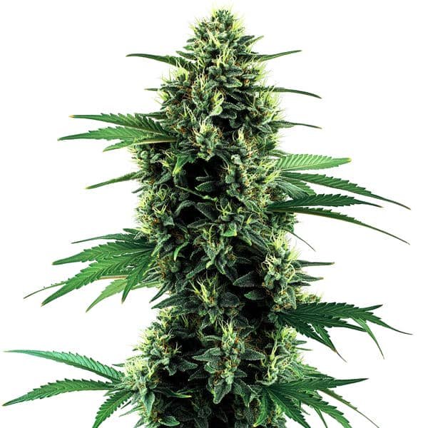 Northern Lights Autoflower