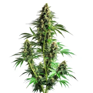 Northern Lights Autoflower F1