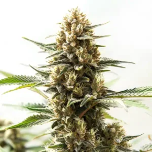 Northern Lights Kush Fast Version