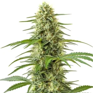 Northern Lights x Big Bud