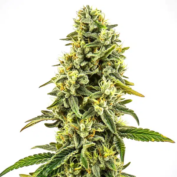 OG Kush CBD (1:15)