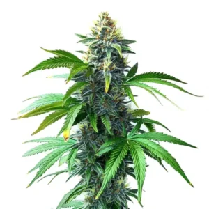 OG Kush F1
