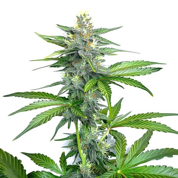 OG Kush Fast Version