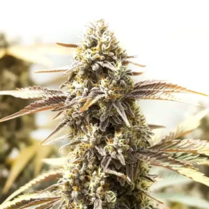 Orange Velvet x Cinderella 99