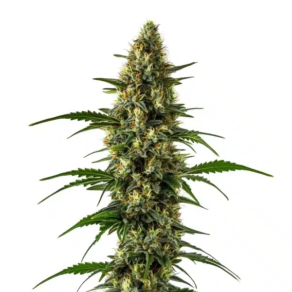 Orange x Skunk