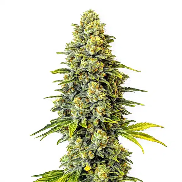 Original Glue