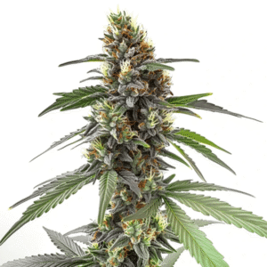 Permanent Marker Cannabis Extraction