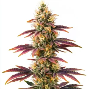 Peyote Cookies
