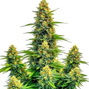 Pineapple Autoflower