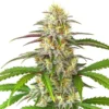 Pineapple Express Auto