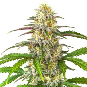 Pineapple Express Auto