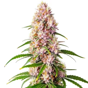 Pink Plant