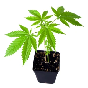 Platinum OG clones