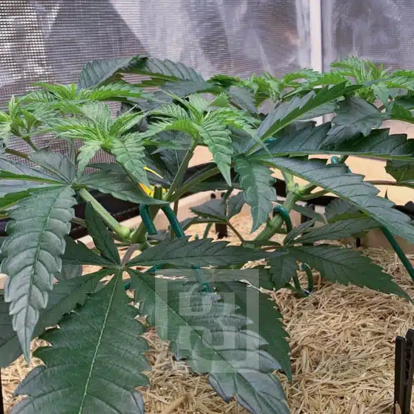 GG4 HMC Edition - Image 5
