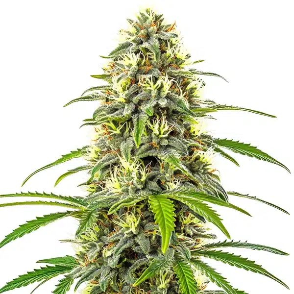 Pure Haze