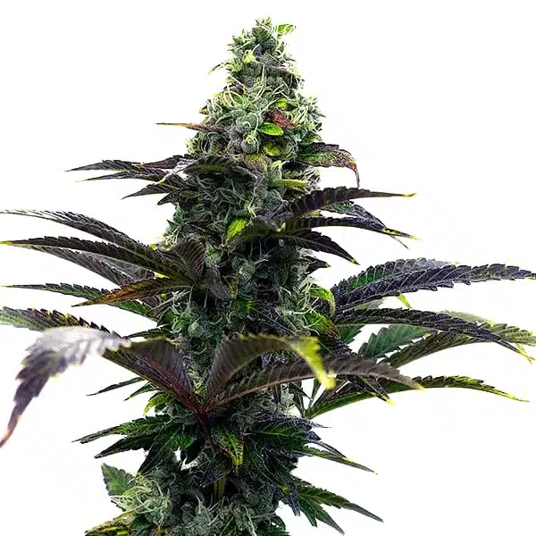 Purple Gelato Auto