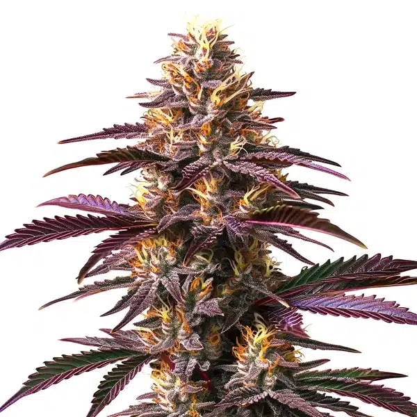 Purple Gelato