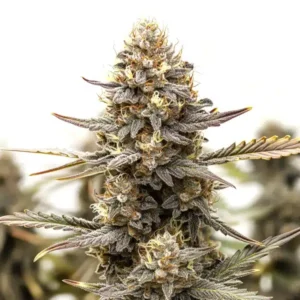Purple Kush F1