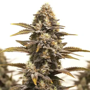 Purple Kush x Mazar