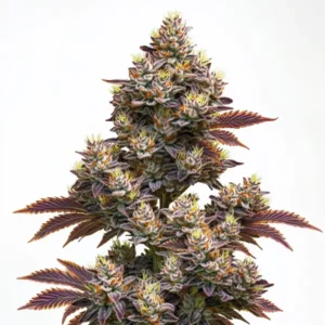Purple Punch Autoflower