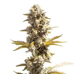 Purple Punch x Do-Si-Dos