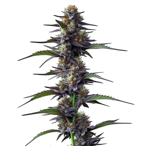 Purple Thai