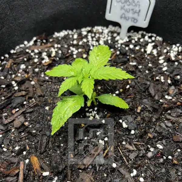 Bubba Kush Autoflower - Image 3