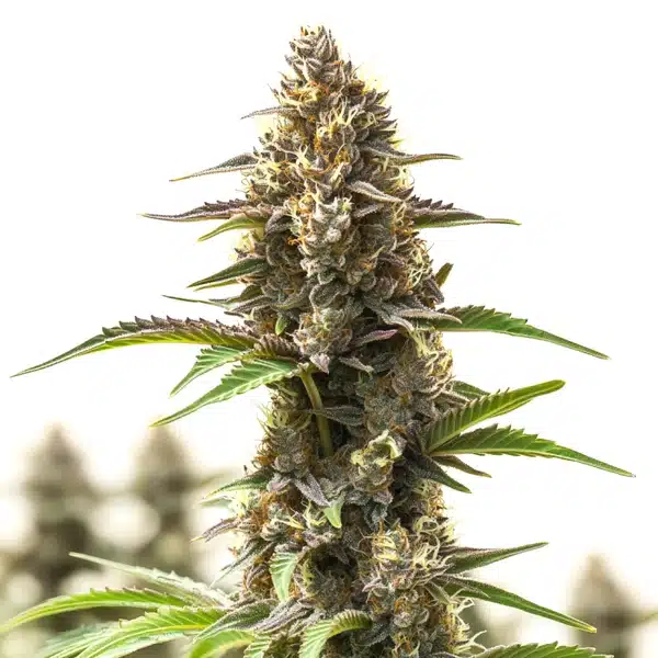 RS11 Cannabis Extraction